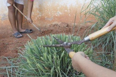 prune citronella plant - best home gear