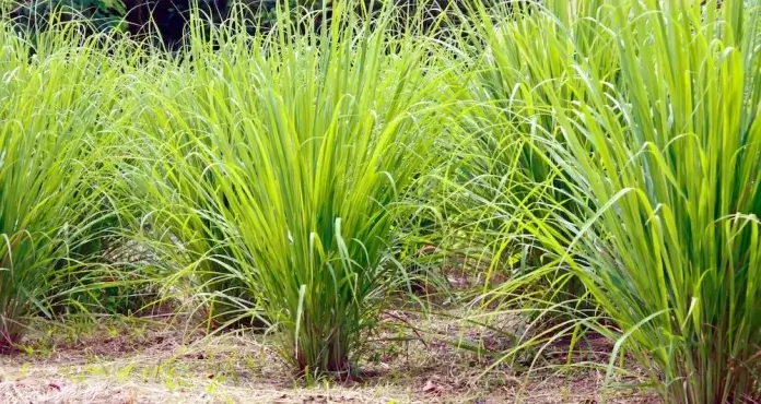 How to take care of Citronella Grass | Best Home Gear